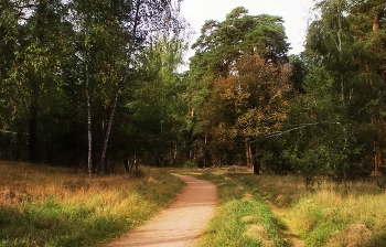 Сентябрь / Сюжет из городского бора Серпухов.