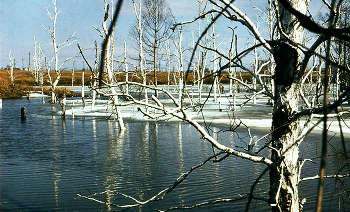 Весна на болоте / Фотоплёнка AGFA VISTA - 100 80-е года