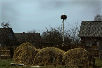 Первые прилетели ! / Сельские картинки.