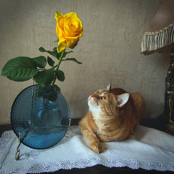 ДИАЛОГ / Диалог Тихона с розочкой. Свет из окна. Cat's dialogue with flower. Natural light.