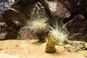 морские жители / под водой