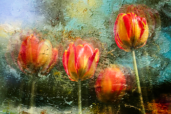 Tulips / 2024