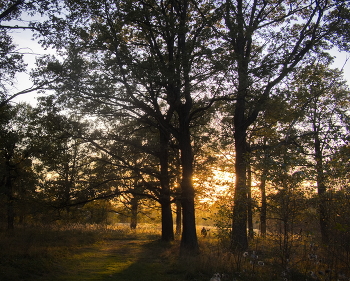 Вечерний свет в дубовой роще / Окрестности

Пейзаж
Evening light in the oak wood