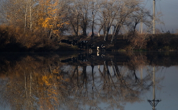 на водопое / ***