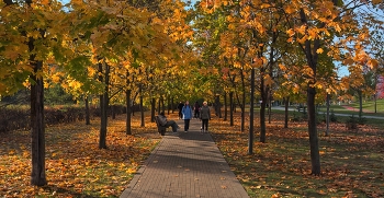 Кленовая аллея / Москва, Ходынка