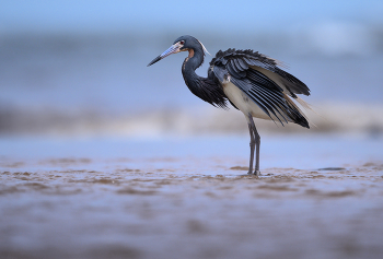 Tricolored heron / Tricolored heron