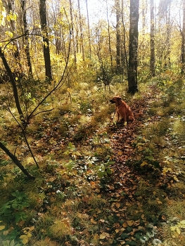 &nbsp; / Прогулки осенью.