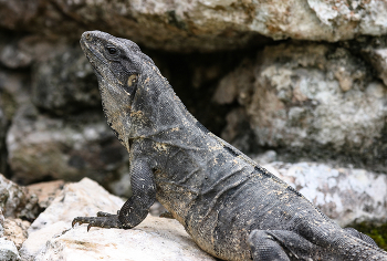 Ctenosaura acanthura / Черная шипохвостая мексиканская игуана.
Общая длина достигает 1,4 м. Спинной гребень состоит из длинных шипов, проходящих по центру спины. Цвет кожи чёрный с белым или кремовым рисунком. Голова коротковата. Туловище крепкое, конечности хорошо развитые с крепкими пальцами. На длинном хвосте этой игуаны имеется килеватая чешуя.
Любит скалистую, каменистую местность. Подвижная, быстро передвигается по вертикальной поверхности. Часто греется на камнях. Прячется в расщелинах или трещинах. Питается цветами, листьями, плодами растений, мелкими животными, яйцами и членистоногими. С возрастом ящерицы становятся более травоядными.