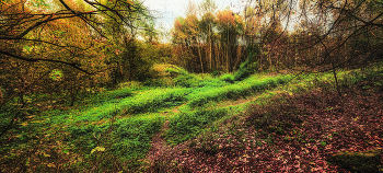 Последняя зелень. / Парк природного заказника реки Сетунь.