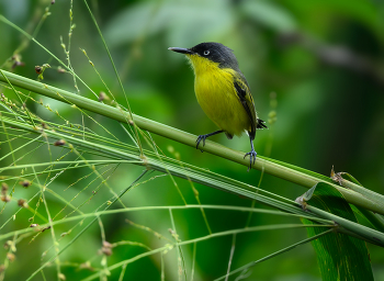 Common tody-flycatcher / Common tody-flycatcher