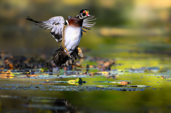 Wood Duck (m) / Wood Duck (m)