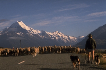 New Zealand, Mt Cook / Located in the centre of New Zealand's South Island, Mount Cook (Aoraki) is New Zealand's highest peak.

For many, an image of New Zealand might include the snow-capped mountain of Mt Cook, or sheep. And they wouldn't be far wrong.

One might have to be really lucky to be presented with a picture of both in the same frame though.

While hitch-hiking through the Mackenzie region, I couldn't believe the scene in front of me when our car was held up by sheep on the road to Mt Cook.

The once in a lifetime view just cried out to be framed.

https://travelnotes.org/pics/Australia/25-New_Zealand_Mt_Cook.htm