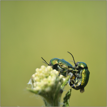 Вдвоем. / Скрытоглав Шелковистый - Cryptocephalus sericeus. Семейство ЛИСТОЕДЫ. В мире насчитывается более 40 тыс. видов.