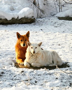 портрет / пара