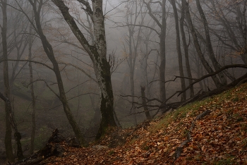 Туманное утро / Осенний лес