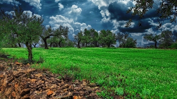 &nbsp; / Tivissa - camí al Poblat ibèric del Castellet de Banyoles - Ribera d'Ebre