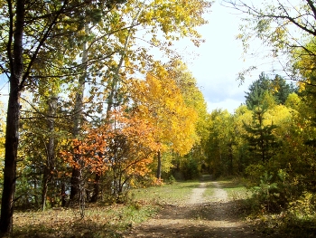 Осенний лес / Иркутская область