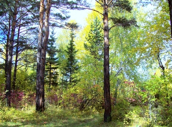 Осенний лес / Иркутская область