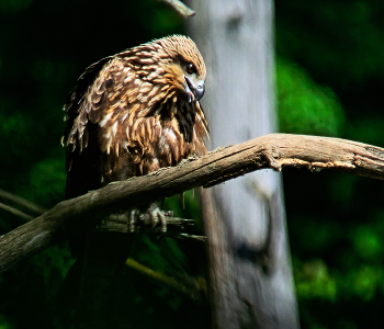 хищник / коршун (milvus migrans)