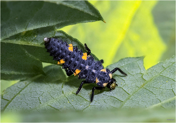 Коровкины возрасты... / Семиточечная коровка (Coccinella septempunctata). Личинка