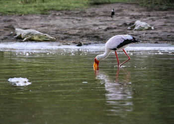 &quot;Обложили меня, обложили ... &quot; / Африканский аист клювач (Mycteria ibis) во время съемок не пострадал.
Жёлтый клюв согнут немного книзу и очень выделяется от голого, красного лица. Оперение полностью белое, вплоть до чёрных краёв крыльев. Длинные, типичные для аистов ноги красновато-оранжевые. Птицы ищут в мелководных и болотистых водоёмах рыбу, которую они подкарауливают неподвижно опущенным в воду клювом. Когда они отдыхают, они похожи на стоящих неподвижно с разогнутыми коленными суставами марабу.