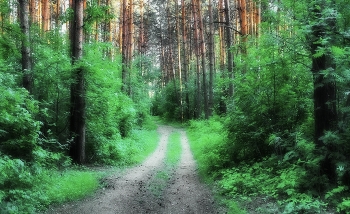 Полдень в сосновом бору. / Сюжет из городского бора. Серпухов.