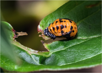 Коровкины возрасты-2 / Семиточечная коровка (Coccinella septempunctata). Куколка