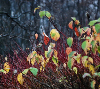 &nbsp; / птицы-листья