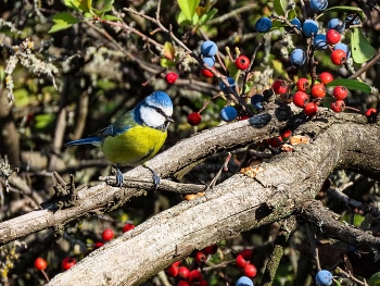 Лазоревка (Cyanistes caeruleus) / Небольшая синица с ярким голубовато-жёлтым оперением.