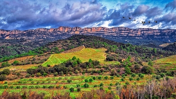 &nbsp; / Poboleda - oliveres i vinyes (serra Montsant al fons) - Priorat