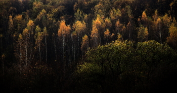 Палехская шкатулка / ***