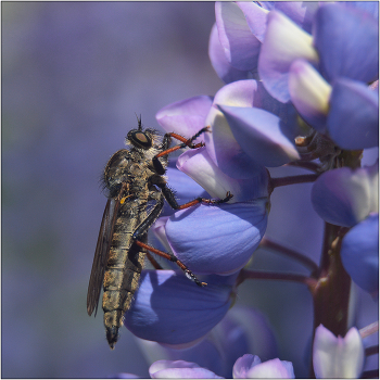 Цвет настроения. / Machimus chrysitis. Ктыри (Asilidae) - хищные представители отряда ДВУКРЫЛЫЕ насчитывают чуть более 70 тыс. видов.