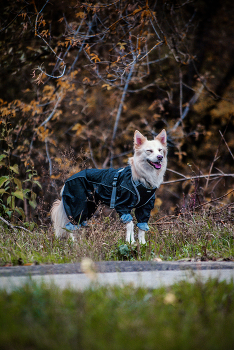 Ехидная Алиска / Фотоаппарат Nikon D3000 Kit
Объектив Nikon 55-200mm f/4-5.6G AF-S DX ED Zoom-Nikkor