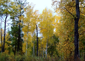 Осень в Сибири / Иркутская область