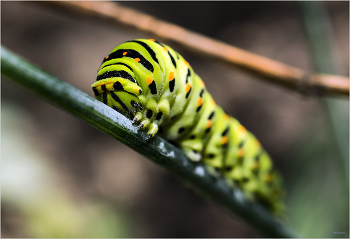 &nbsp; / Махаон (Papilio machaon). Гусеница. 2-е поколение