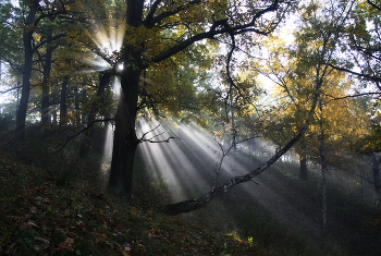 Осеннее утро / ***