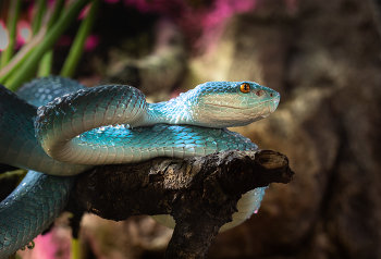 &nbsp; / A small White-Lipped Island Pit Viper resting on a tree branch.
Unlikely to kill you if you're bitten, but you'll know about it.