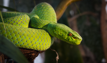 &nbsp; / A Green Pit Viper poised on a tree branch. 

Found in Asia and Pacific regions. You don't want to be bitten by this guy. Locally known as &quot;The 100 Pace Snake&quot; because of a legend that says you'll walk 100 paces after this guy bites you, then drop dead