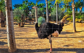 &nbsp; / Riudoms - La mascota i el jardi (estruç) - Baix Camp