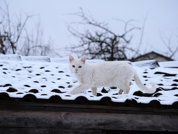 кот на крыше / котик белый на крыше зимой