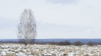 в поле / белая береза