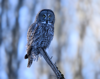 Great grey owl / Great grey owl