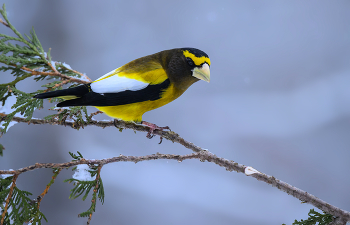 Evening grosbeak (m) / Evening grosbeak (m)