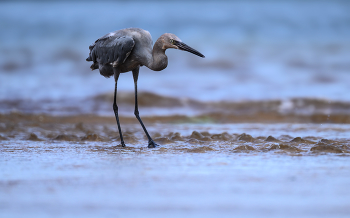 Reddish egret / Reddish egret