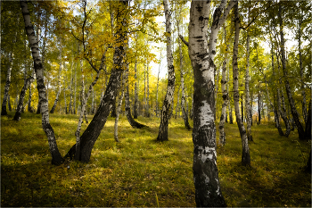 Осенняя пора / Сибирь