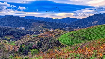 &nbsp; / Poboleda - vinyes a la tardor - Priorat