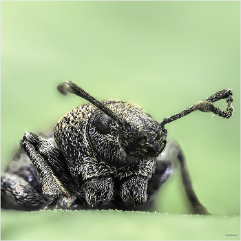 &nbsp; / Скосарь малый черный (Otiorrhynchus ovatus L.)