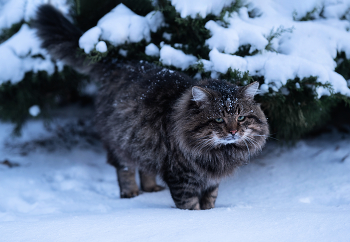 Котоманул / ***