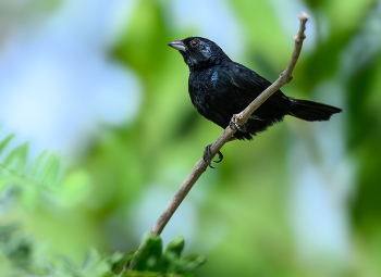 Blue-black Grassquit (m) / Blue-black Grassquit (m)