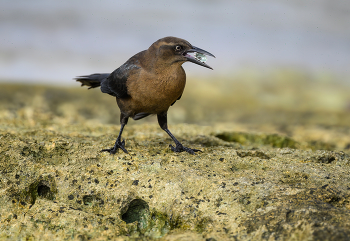 Great-tailed grackle (f) / Great-tailed grackle (f)